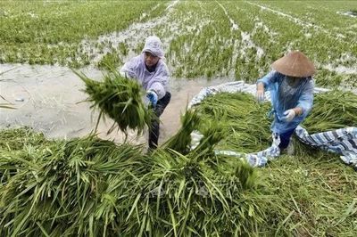 Nông dân xã Kiều Phú, Hà Nội gặt lúa chạy lụt sau mưa lớn