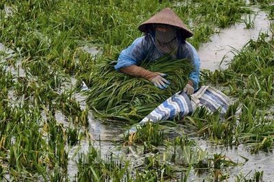 Hà Nội: Sông Tích vượt báo động III, nhiều khu vực Kiều Phú ngập