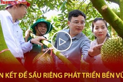 Liên kết để sầu riêng phát triển bền vững
