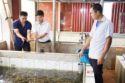 Ứng dụng công nghệ nâng hiệu quả nuôi lươn