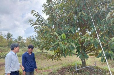 Khắc phục vườn sầu riêng có biểu hiện 'chết lâm sàng' đạt kết quả tích cực