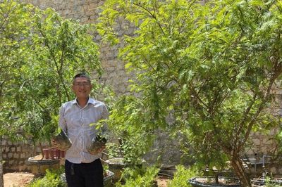 Đánh thức 'báu vật' thông đỏ