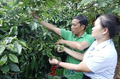 Chiềng An sản xuất cà phê bền vững