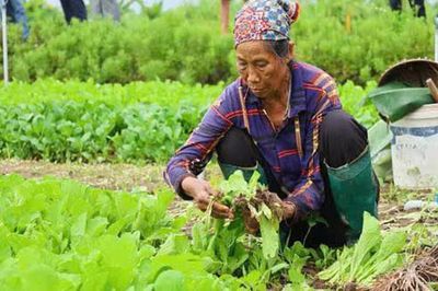 Xã Đại Xuyên: Gieo rau an toàn, dựng thương hiệu nông sản Minh Tân