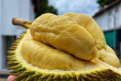 Sầu riêng Việt bị siết kiểm soát, thêm cảnh báo dịch hại