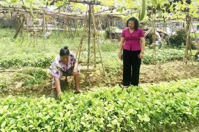 Hòa An tập trung sản xuất rau màu vụ đông