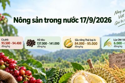 Nông sản trong nước 17/9: Cà phê giảm, sầu riêng Thái chạm 95.000 đồng/kg