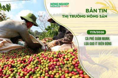 Thị trường nông sản 17/9/2026: Cà phê giảm mạnh, lúa gạo ít biến động