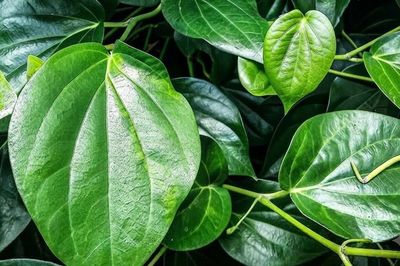 Lá trầu không có tác dụng gì?