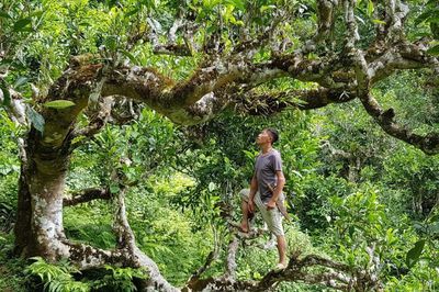 Ra mắt Chi hội Chè Shan tuyết vùng núi cao Việt Nam