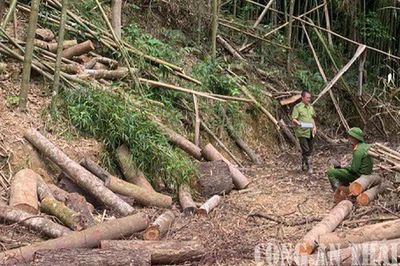 Khởi tố vụ thuê xẻ thịt 10 ha rừng Khuổi Khinh với giá 300.000 đồng/m³