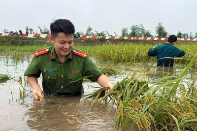 Công an xã Phúc Thọ dầm mình trong mưa lũ hỗ trợ nhân dân gặt lúa