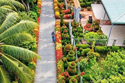 Lão nông miền Tây dành 9 năm trồng hàng rào bông đẹp như tranh vẽ