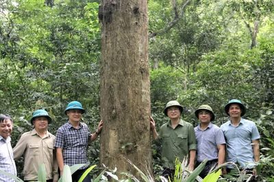 Diện tích rừng ở Khu Dự trữ sinh quyển miền tây Nghệ An tăng hơn 105 nghìn ha
