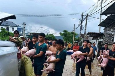 Hàng chục người 'giải cứu' đàn lợn ra khỏi dòng nước lũ