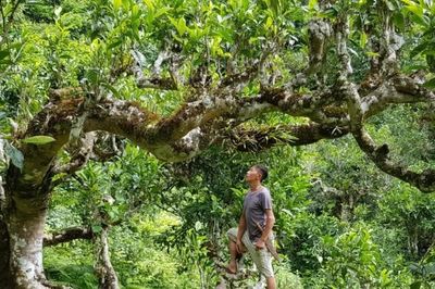 Quy tụ doanh nghiệp, hộ gia đình sản xuất, chế biến chè Shan tuyết vùng cao vào một 'sân'