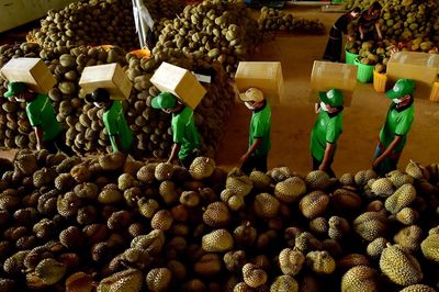 Giá sầu riêng tăng mạnh lên hơn 90.000 đồng/kg, vì sao nông dân vẫn chưa vui?