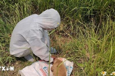 Vụ chó cắn nhiều người ở Quảng Ngãi: Kết quả xét nghiệm chó dương tính với virus dại
