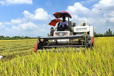 Sắp diễn ra festival quốc tế đặc biệt, 25.000 chậu lúa sẽ được trưng bày