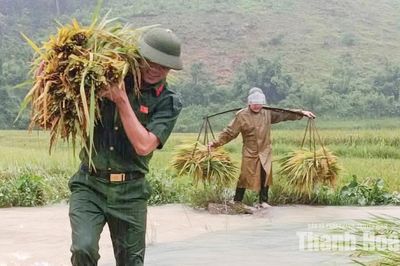 Giúp dân thu hoạch lúa sau mưa lũ