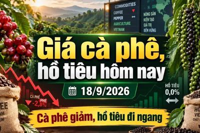 Giá cà phê hôm nay 18/9 giảm tiếp, xuống còn 93.700 đồng/kg
