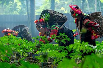 Chung sức phát triển vùng sâm Lai Châu