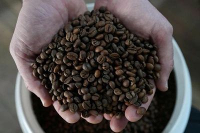 Giá cà phê hôm nay 18/9: Giảm khi triển vọng nguồn cung tích cực, robusta xuống dưới 3.400 USD