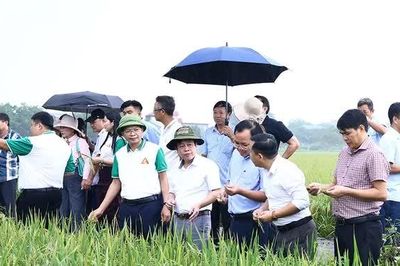 Trình diễn giống lúa thuần LC26 và LH12 vụ Mùa 2026