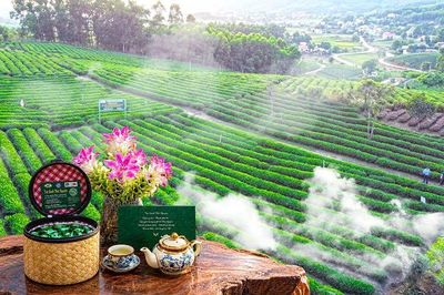 Hương chè thu trong nắng