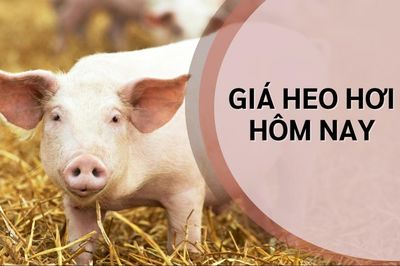 Ngày 18/9: Giá heo hơi chững lại sau hai phiên tăng liên tiếp