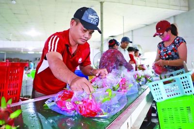 SPS siết chuẩn, doanh nghiệp xuất khẩu phải đi trước một bước