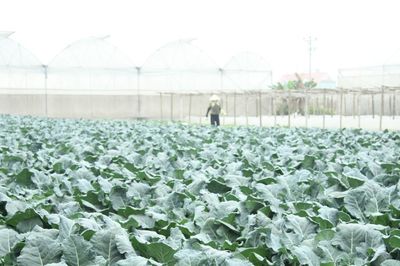 Hải Phòng giữ 'giấy thông hành' cho nông sản, HTX phải giữ chuẩn vùng trồng