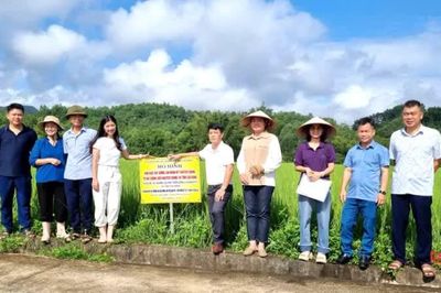 Kiểm tra mô hình nghiên cứu phát triển giống lúa Đoàn kết tại xã Nam Tuấn