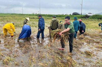 Mưa lũ và triều cường trắng cánh đồng, công an dầm mình giúp dân 'cứu' lúa