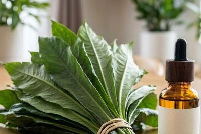 Lợi ích bất ngờ của lá xương sông nhờ tinh dầu đặc biệt