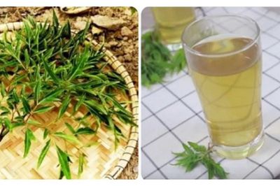 Ai không nên uống nước lá đinh lăng?