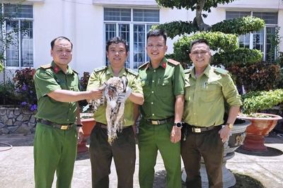 Người dân An Giang tự nguyện giao nộp chim diều hoa Miến Điện và cầy hương