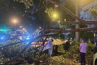 Lại có người chết vì cây gãy: Bao giờ rủi ro được chặn trước cơn giông?