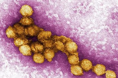 Khí hậu ấm lên kéo dài mùa truyền virus Tây sông Nile tại châu Âu