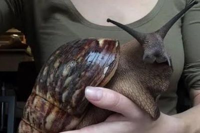 Đang chờ đèn đỏ, người phụ nữ bất ngờ thấy thứ 'đáng sợ' trong bụi cây
