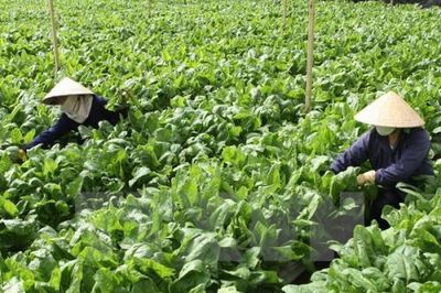 Phát triển nông nghiệp tuần hoàn đa giá trị - Bài 1: Đưa nông sản vào chuỗi giá trị mới