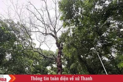 Rừng lim trên đất Lam Kinh