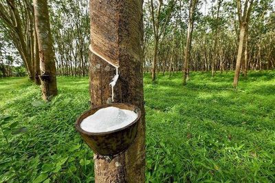 Giá cao su xuất khẩu đang chững lại, kịch bản nào cho thời gian tới?