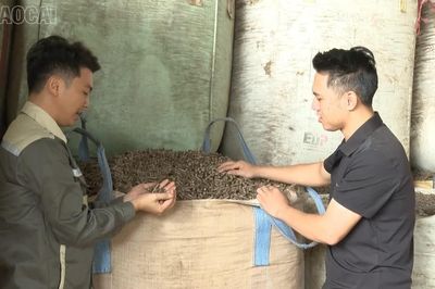 Người biến rác lâm sản thành viên nén gỗ