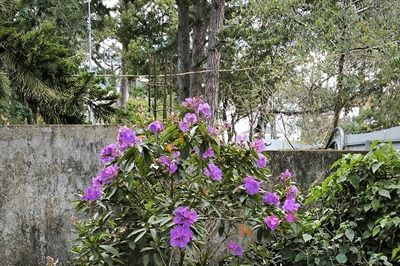 Phiêu lãng miền trung thu