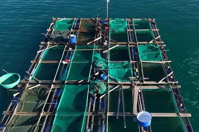 Phan Rí Cửa mở hướng phát triển nghề nuôi cá lồng bè