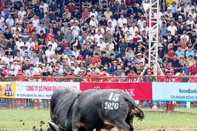 Hai vạn khán giả đổ về Đồ Sơn xem lễ hội chọi trâu