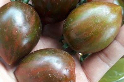 Loại quả xưa không ai biết đến nay thành đặc sản giá 100.000 đ/kg, trồng một lần thu hoạch nhiều năm, tốt cho sức khỏe