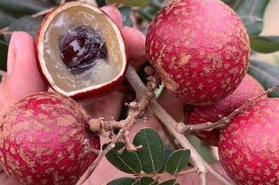Loại quả xưa ít người biết, nay thành đặc sản tím lịm từ ngoài vỏ, bổ ra bên trong càng bất ngờ