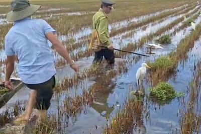 Clip gỡ loạt bẫy kẹp nguy hiểm 'săn' chim trời được nguỵ trang giữa ruộng ở Huế